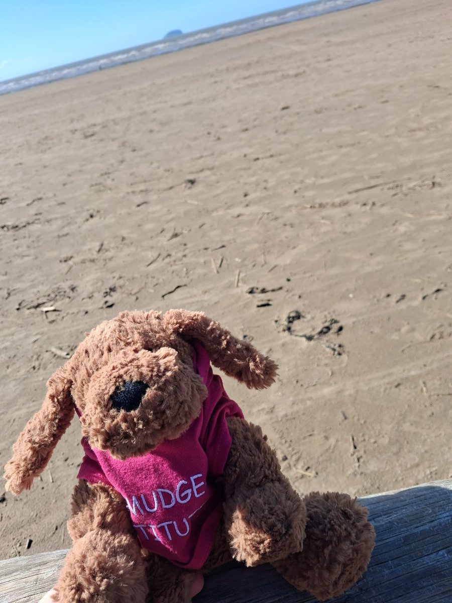 𝙿𝚛𝚘𝚏. 𝚂𝚊𝚛𝚊𝚑 𝙼𝚘𝚛𝚛𝚒𝚜 🔍🐧 tweet media