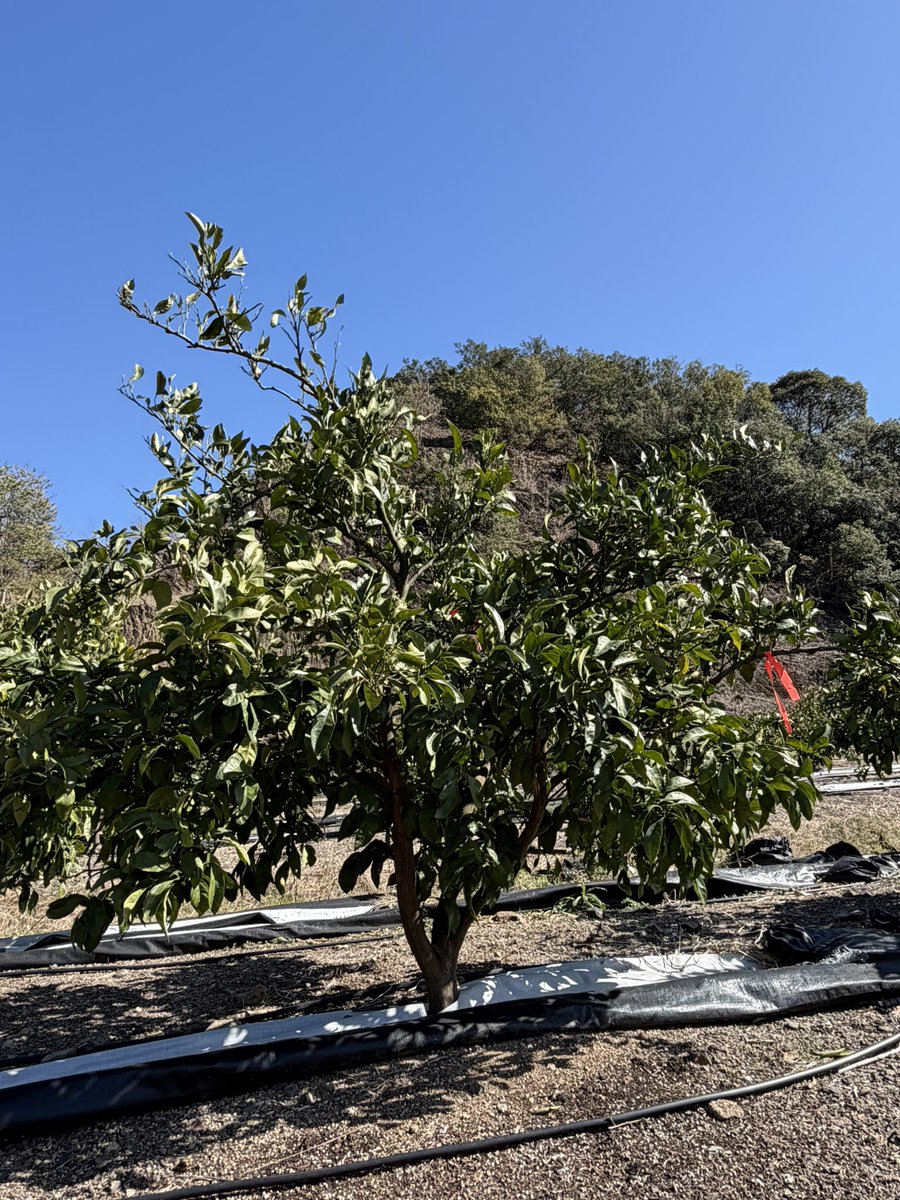 後藤 正賢|ComiVia CEO tweet media