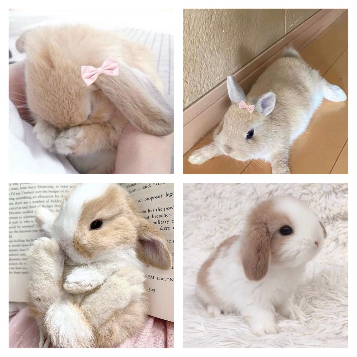 animalpopular9's tweet photo. Beautiful little bunny sweetheart https://t.co/bil5JQGPL1