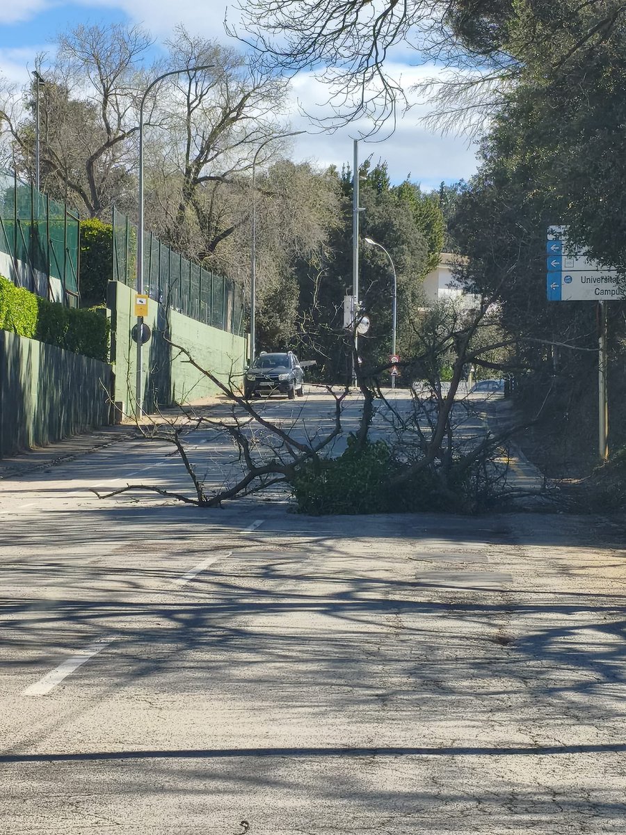 MarcPuigtio's tweet photo. 🌳 Les ventades d’avui tornen a evidenciar un problema a Girona: la falta de poda a molts arbres.

Branques grans, i fins i tot alguns arbres, cauen i posen en risc els veïns. Cal actuar amb urgència als carrers per garantir la seguretat. https://t.co/kSBy3YM1fm