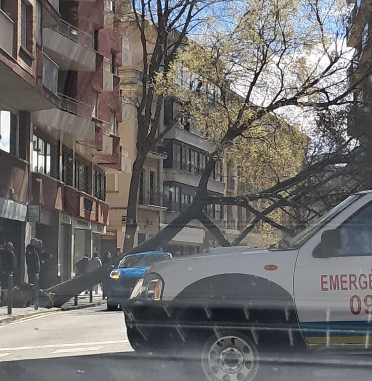 MarcPuigtio's tweet photo. 🌳 Les ventades d’avui tornen a evidenciar un problema a Girona: la falta de poda a molts arbres.

Branques grans, i fins i tot alguns arbres, cauen i posen en risc els veïns. Cal actuar amb urgència als carrers per garantir la seguretat. https://t.co/kSBy3YM1fm
