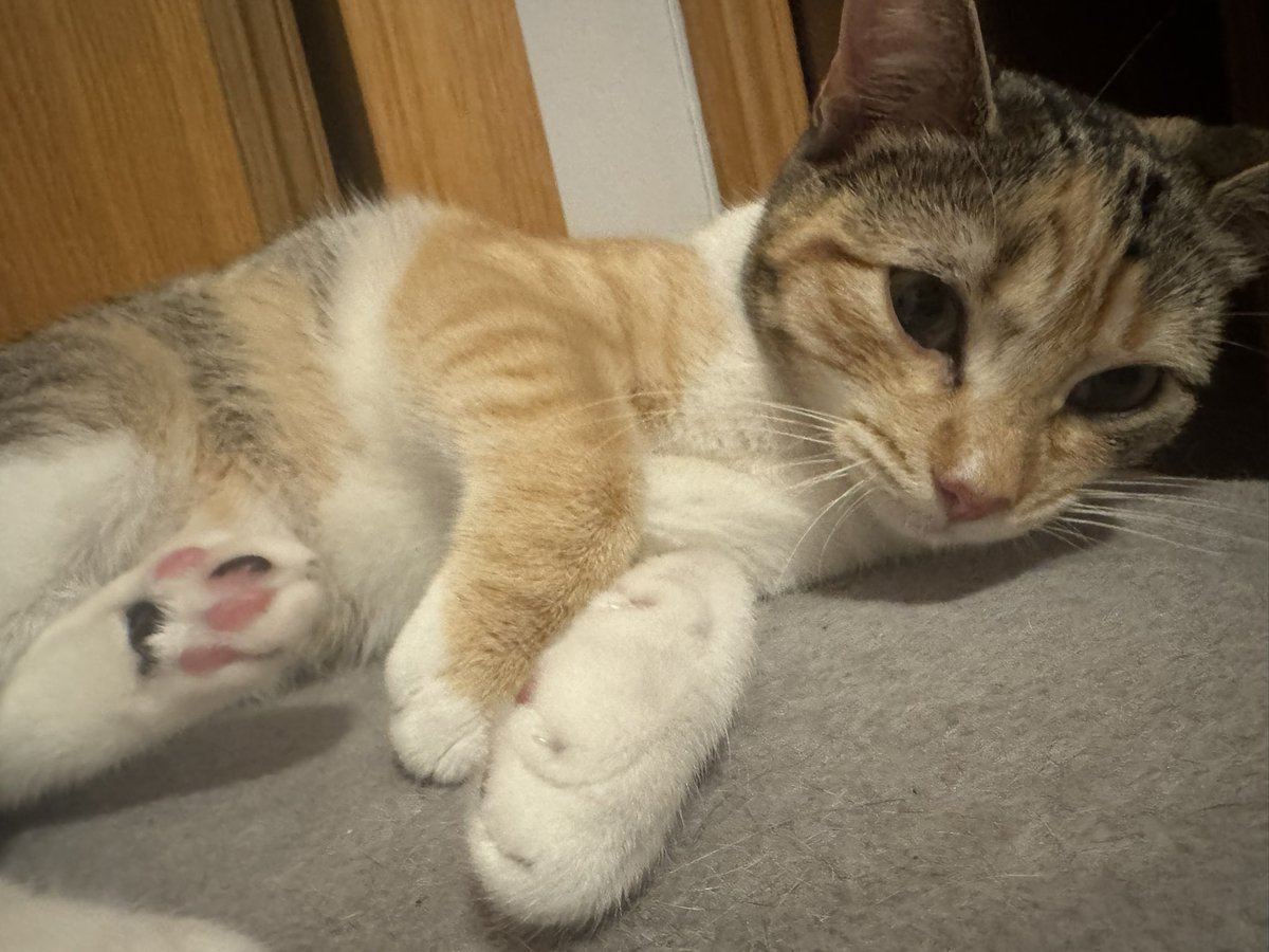 Java 🦇 tweet media