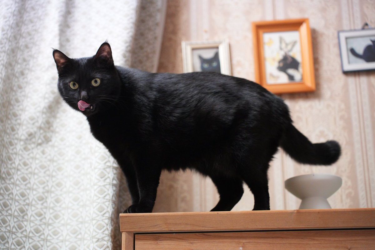 晩めし食ったニャ #猫 #黒猫 #blackcat