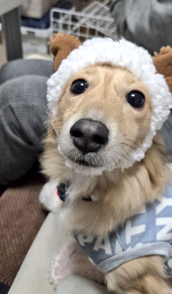 うみおねいちゃんの被り物の血を受け継いだ妹分みうたんでしゅ🩷
似合うかワン？

#ダックスフンドのみう
#被り物