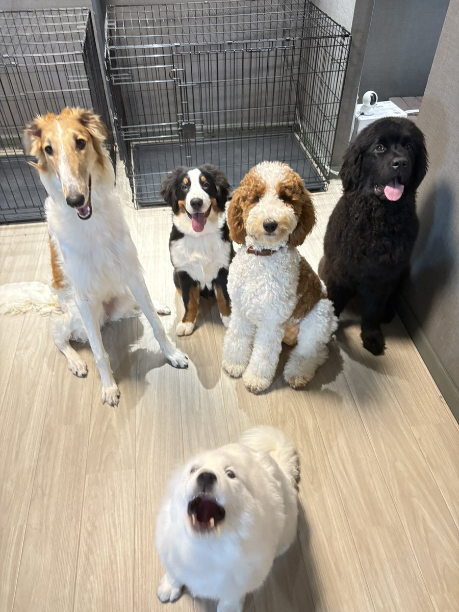 犬席屋 tweet media