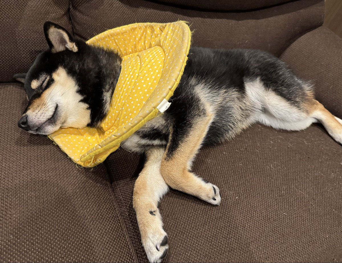 柴犬おこげ tweet media