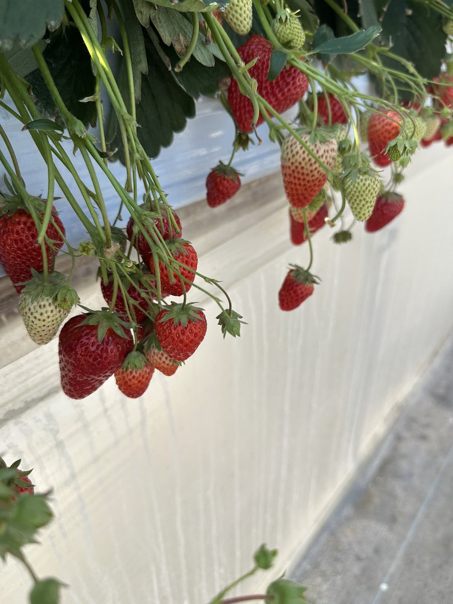 シングルパパ　あきひろと tweet media