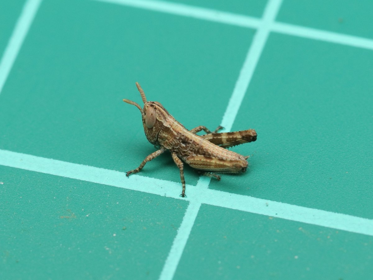 ヒデ@バッタラボ tweet media