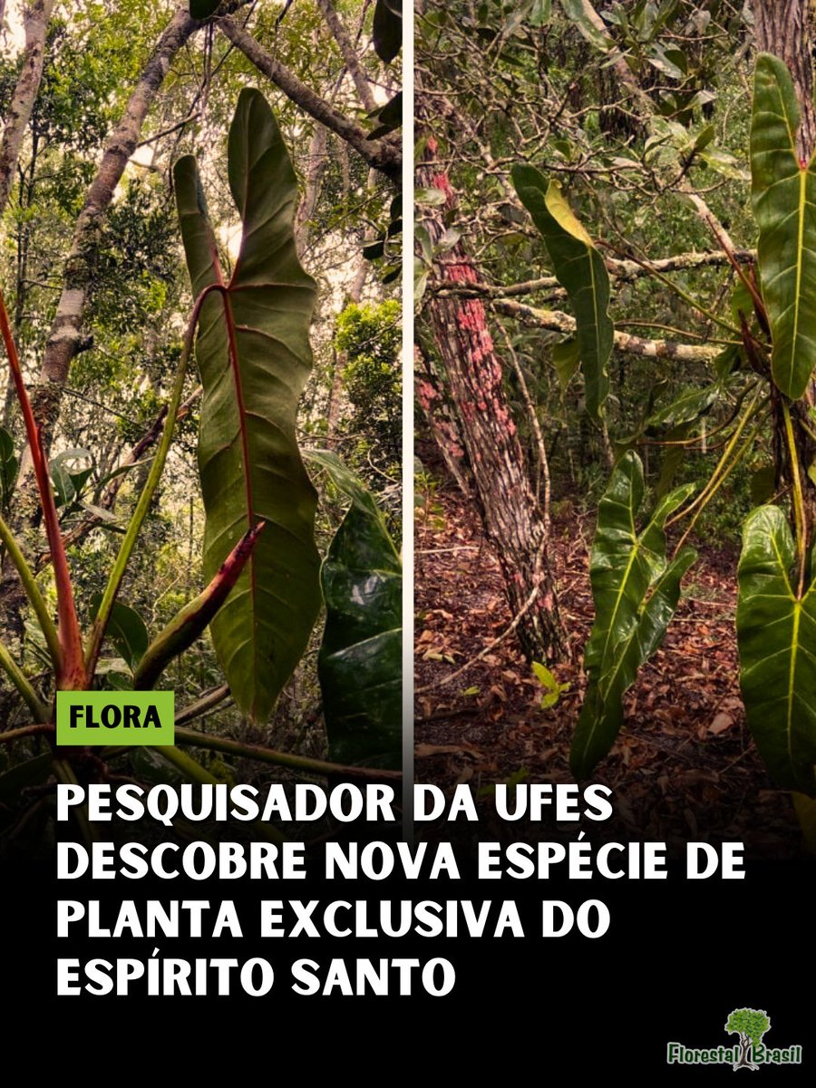 florestalbrasil's tweet photo. Historiador formado pela Universidade Federal do Espírito Santo e mestrando da Escola Nacional de Botânica Tropical do Jardim Botânico do Rio de Janeiro, Alexandre Magno identificou nova espécie de planta nativa e exclusiva do estado. Philodendron quartziticola, conhecida popularmente como imbé-das-areias, foi observada pela primeira vez em janeiro de 2024 em Domingos Martins, Região Serrana.

Planta pertence à família Araceae, mesma de taioba, comigo-ninguém-pode, jiboia, antúrio e lírio-da-paz. Para confirmar descoberta de nova espécie, pesquisador precisava observar flores. Na primeira visita, encontrou apenas frutos. Descrição da espécie foi publicada no final de 2025.

Nome quartziticola foi escolhido porque planta ocorre em ambientes de quartzo. Na Região Serrana existem formações conhecidas popularmente como morros de sal. Quando quartzo se decompõe, forma grandes áreas de areia branca que de longe parecem sal.
Descoberta é parente distante de outra planta observada recentemente no estado, Anthurium petraeum, antúrio-das-pedras encontrado em Linhares. Apesar de pertencerem à mesma família, são de gêneros diferentes. Philodendron ocorre em áreas de quartzo enquanto Anthurium petraeum foi encontrado em ambientes de pedras.

Em fevereiro de 2025, Alexandre também publicou outra espécie que descobriu em Santa Teresa. Pesquisador, que assina página @araceologo no Instagram, afirma que conhecer biodiversidade é primeiro passo para protegê-la. Só quando se sabe que espécie existe é possível pensar em estratégias de conservação e políticas públicas para preservá-la.

Fonte: Folha Vitoria