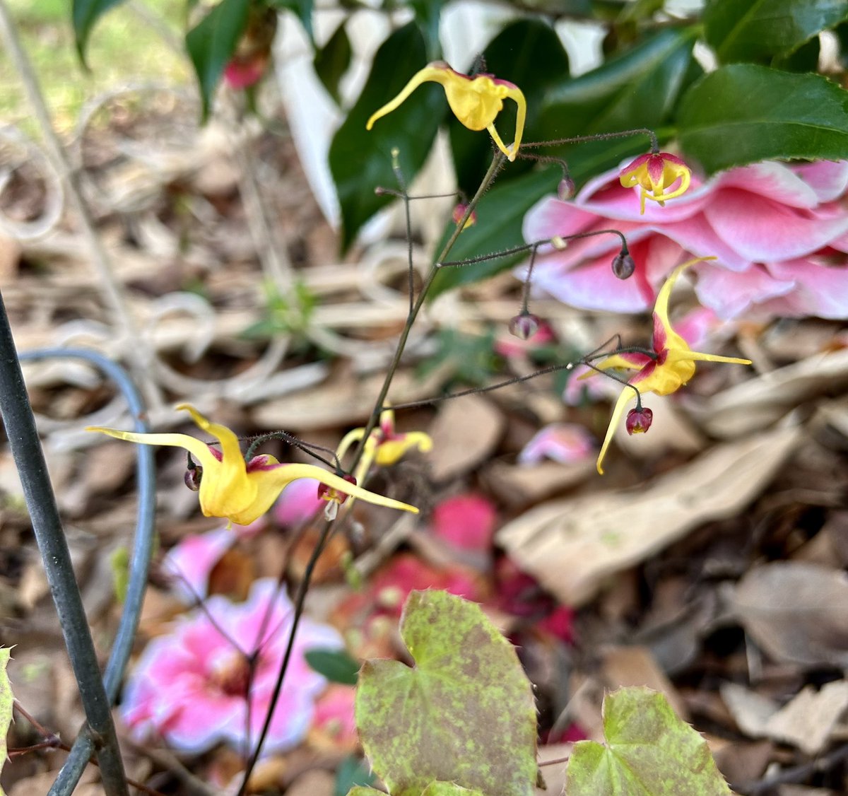 🌱Ilena Gilbert-Mays🌸 tweet media