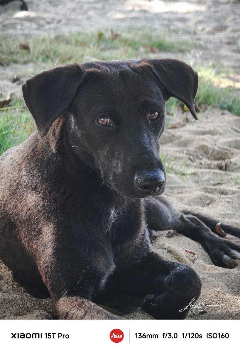 Jlowell3's tweet photo. Quiet eyes, gentle soul.
A peaceful moment captured in the sand.
#DogPortrait
#AnimalPhotography
#StreetDog
#MobilePhotography
#ShotOnXiaomi https://t.co/ei5B0pLUk9