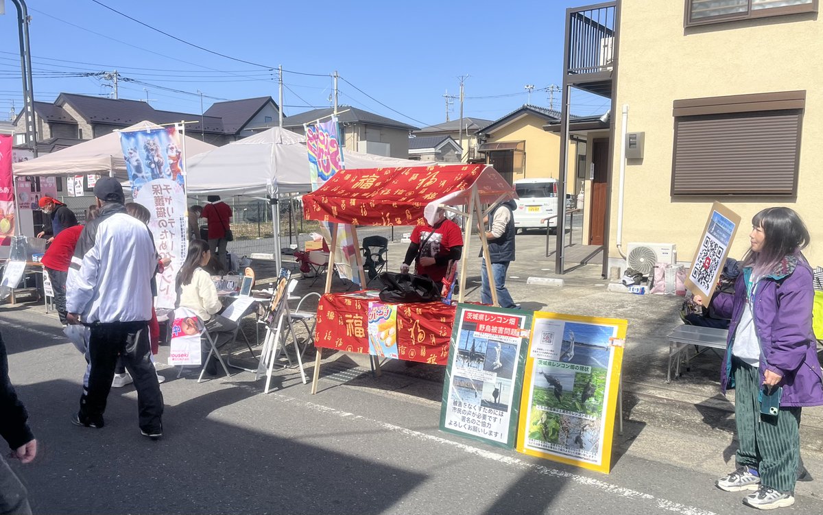 茨城レンコン畑で被害に遭う野鳥をなくす会 tweet media