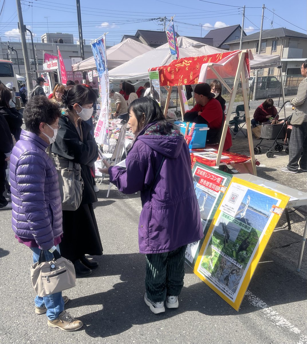 茨城レンコン畑で被害に遭う野鳥をなくす会 tweet media