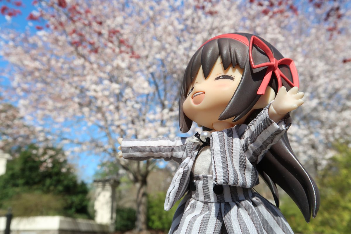 chelseatoshi's tweet photo. こちらもサクラが咲きました🌸
#ねんどろいどどーる　#ねんどり https://t.co/iSrWecU9ny