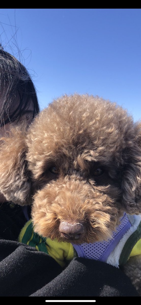 uto_isa_No2's tweet photo. 迷い犬を探しています
トイプードル（ブラウン）
名前：おこげ
オス / 約4kg
首輪なし / 人見知り
3月15日 15:30頃
白にくまさん柄の着いた茶色のフードがついてる洋服を着ています。
茨城県 阿見町若栗 付近で行方不明
見かけた方、保護された方はご連絡ください。

#迷い犬 #トイプードル
#迷子犬 https://t.co/WPBIKMwbtK