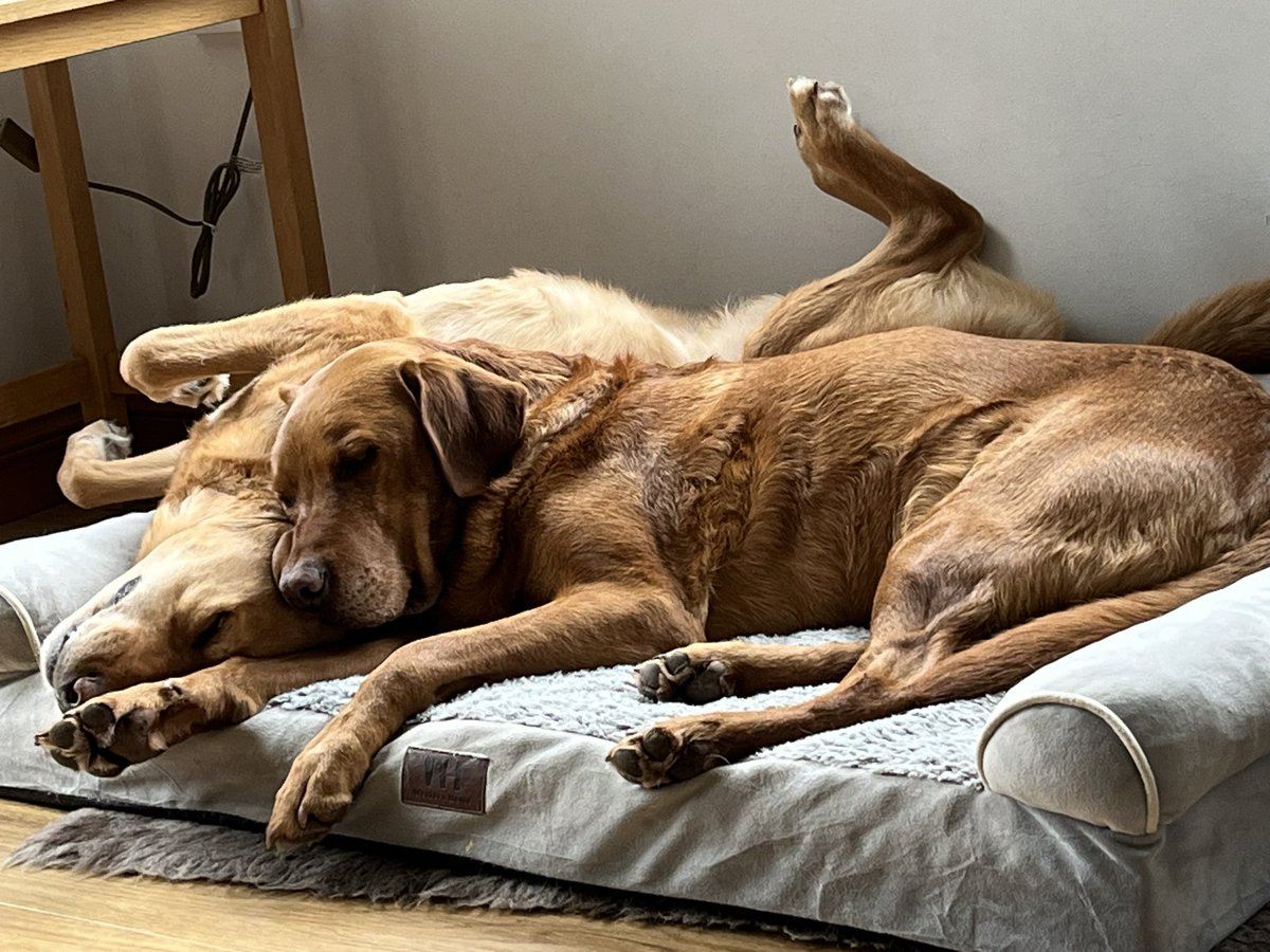 Paws On Plastic #pawsonplastic tweet media