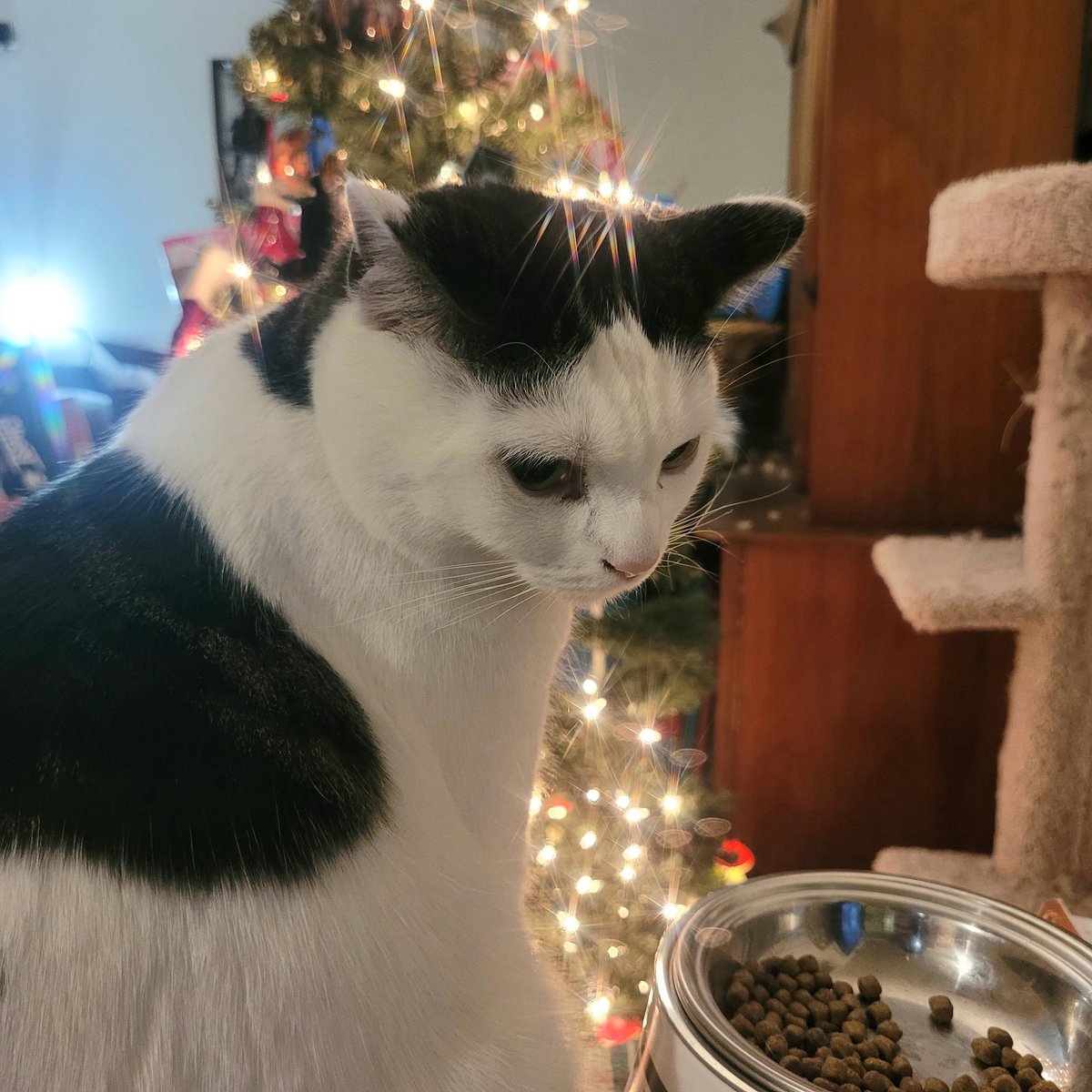 🌈Cheezeburger🌈Mr. Jingles🌈TonyCat🌈Cheeseburger tweet media