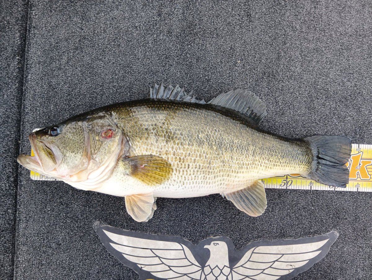 tack439's tweet photo. 人生初ロクマル!63cm 4kgオーバー!
職場のボートバザーの人に同船させていただいた。
釣り友さんから託されたフィッシュローラーでライブスコープ。
お膳立てされてばっかりの釣果なので、次は自力で釣るのが目標…。
バス釣りが繋いでくれた出会いに本当に感謝です。
#バス釣り #琵琶湖 #60up https://t.co/HXyM7zZbLO