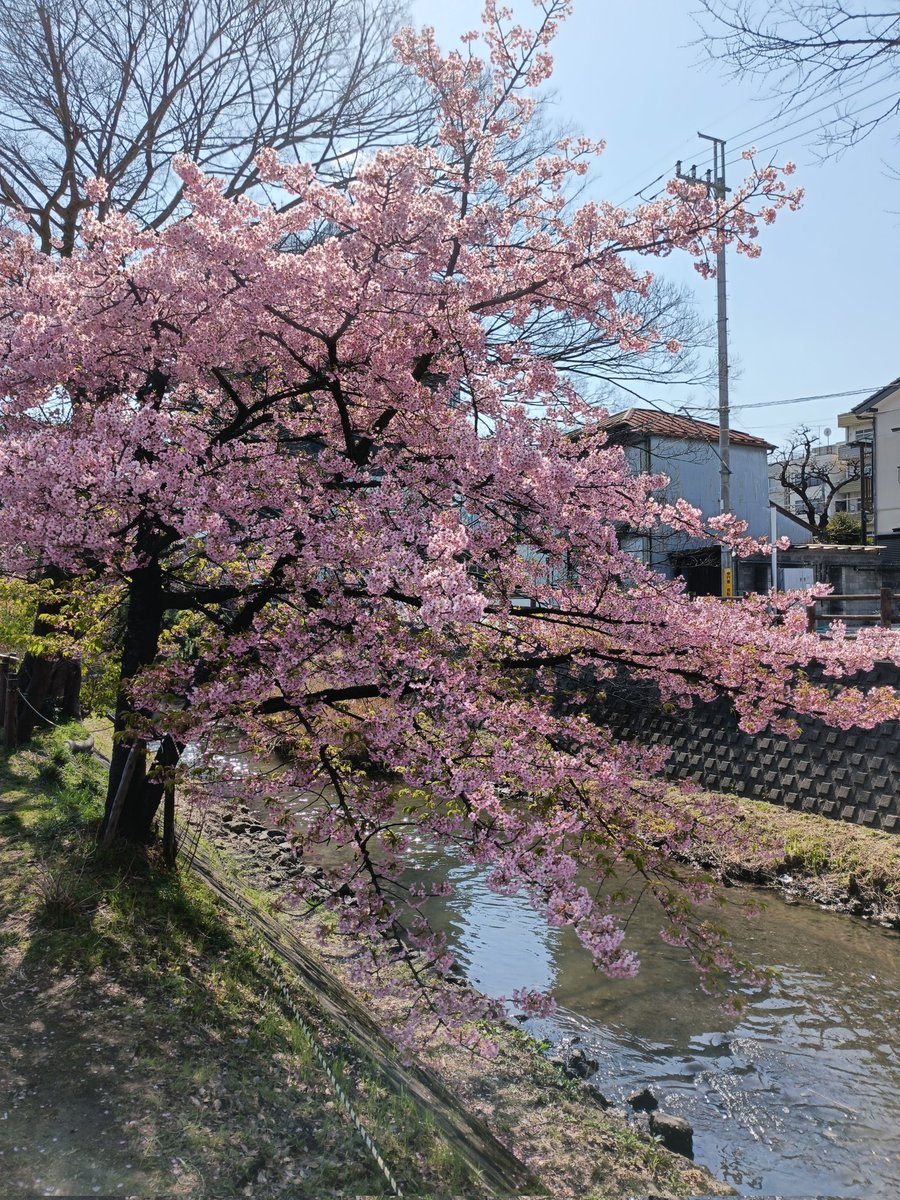 kirin3fc2's tweet photo. 松戸神社
御朱印を拝受しました。直書きは平日のみのようです。
桜ですかね。とてもきれいでした。 https://t.co/586dfWCDe8