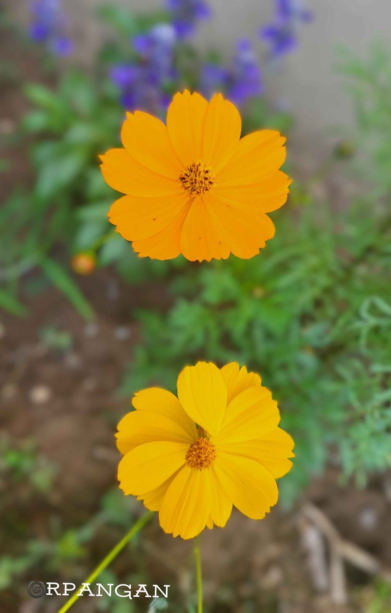 peREMnial's tweet image. The perfect pair: soft honey and vibrant lemon!
#SundayYellow
#MyGarden
#cosmos 
#sunshineinmygarden
#colourofhappiness 
#Peace
#truthovernoise

📸 Aug. 2, 2025
