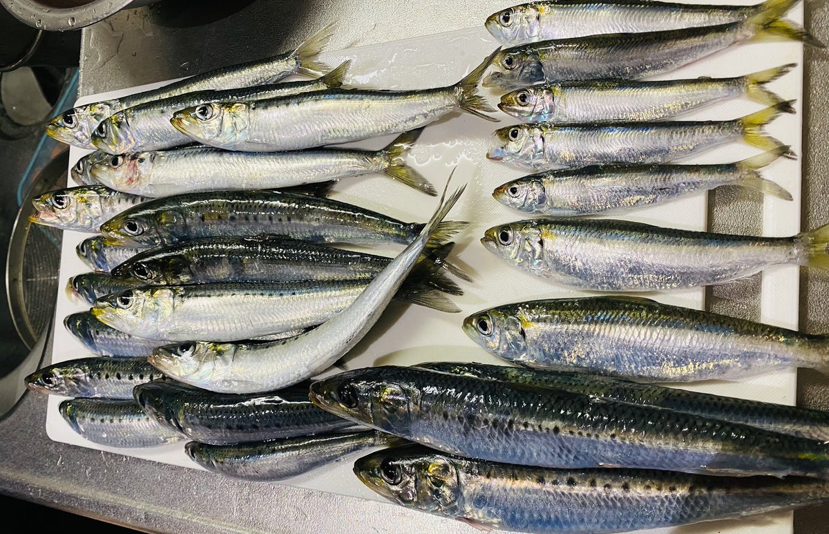 おやさい tweet media