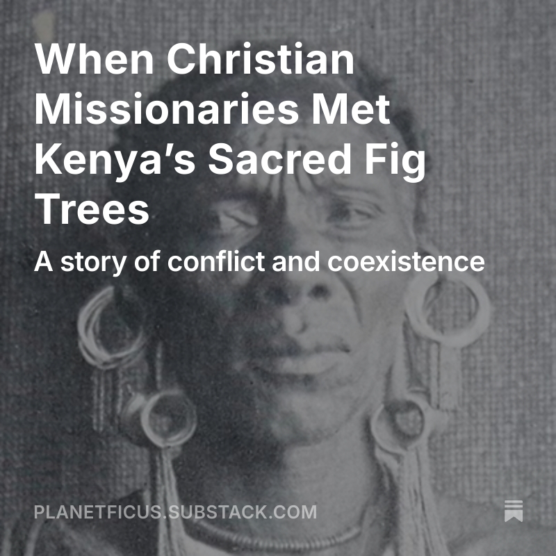 shanahanmike's tweet photo. In my latest dispatch from Planet Ficus, I tell a story of conflict and coexistence — and claims of religiously motivated ecocide. 
https://t.co/Ulv8cAemCY https://t.co/HyQ4S4hyB7