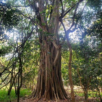 shanahanmike's tweet photo. In my latest dispatch from Planet Ficus, I tell a story of conflict and coexistence — and claims of religiously motivated ecocide. 
https://t.co/Ulv8cAemCY https://t.co/HyQ4S4hyB7