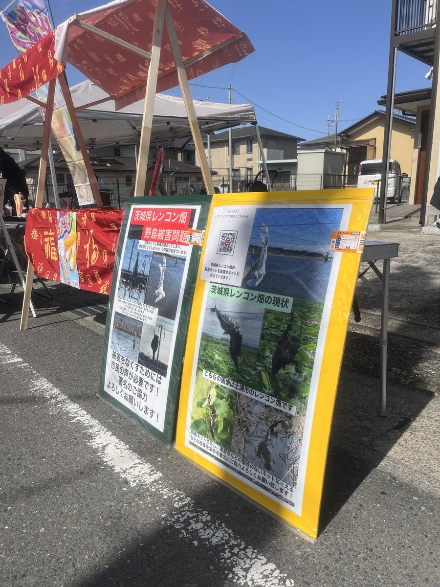 茨城レンコン畑で被害に遭う野鳥をなくす会 tweet media