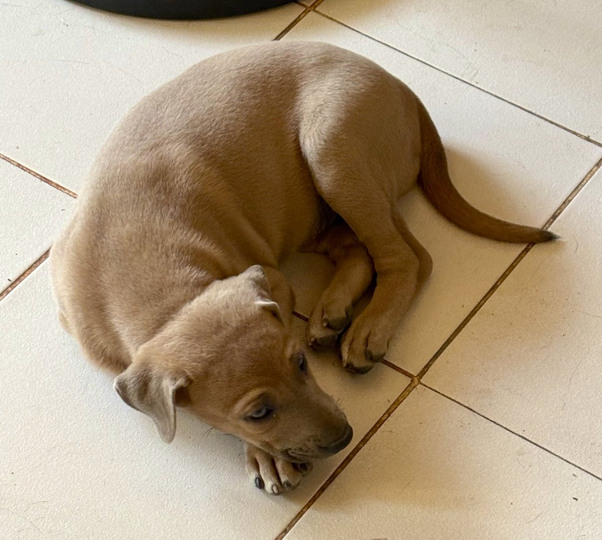 calai85's tweet photo. 3/14/2026. I said goodbye to Mocha. He is now with his forever family. It broke my heart that I had to give him away. 💔❤️‍🩹 https://t.co/fm5TNuHh3r