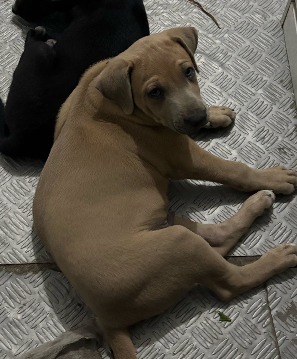 calai85's tweet photo. 3/14/2026. I said goodbye to Mocha. He is now with his forever family. It broke my heart that I had to give him away. 💔❤️‍🩹 https://t.co/fm5TNuHh3r
