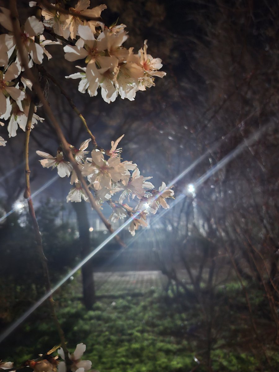 marusartwatch's tweet photo. @sevegodina @BosqueHabitado @arbopalm @LLSSerrano @laura_ezquerra @Cultureclub_100 @alcanduerca Almendro en flor 🌸
#1florcadadía @campanaubicua 
#raicesradio3
#treeinfluencer
#treelover
#másarboriculturaymenoscapitalismo 💜🌳 https://t.co/n2eA9Ea6aB