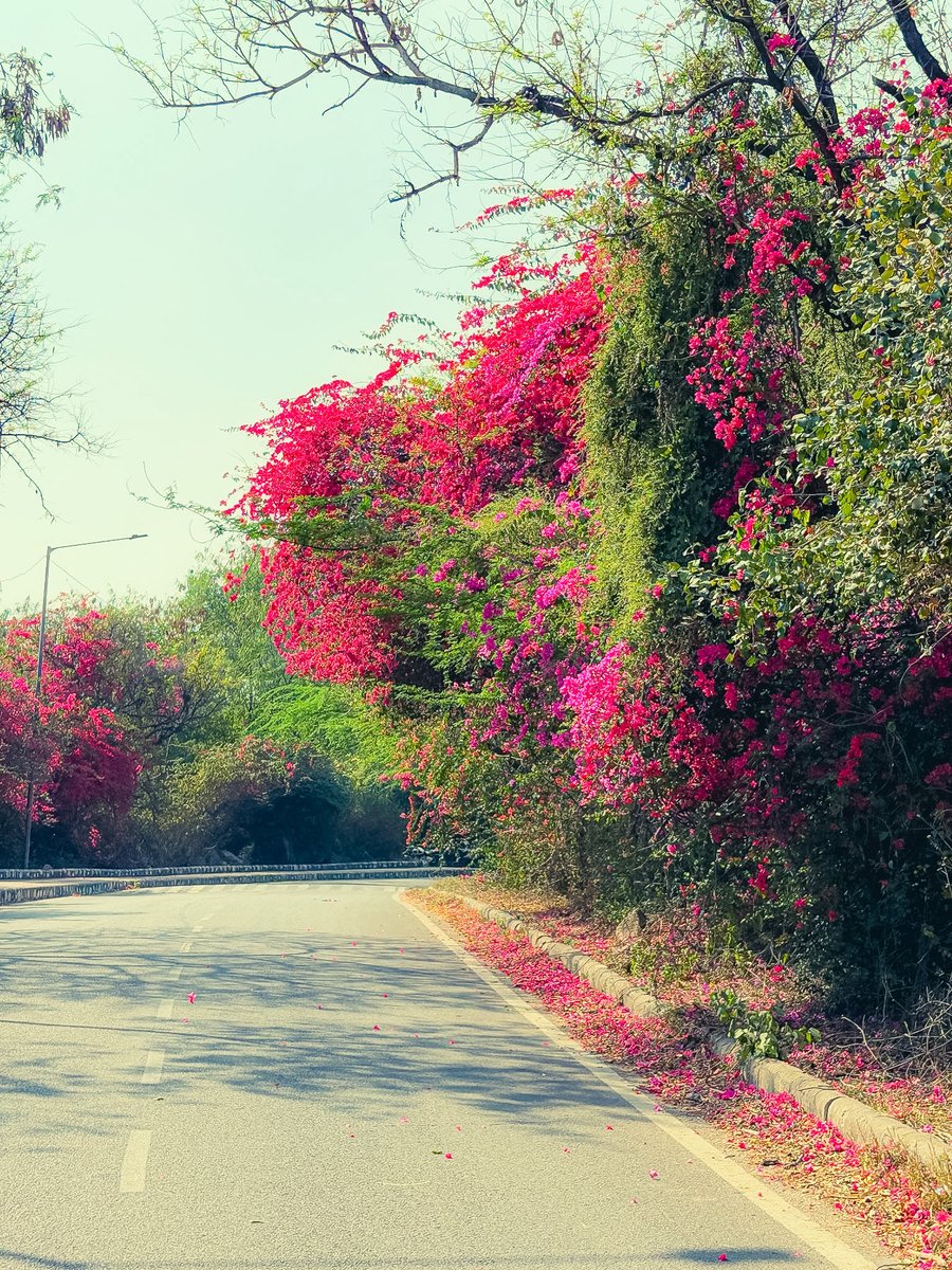 JNU_Photos's tweet photo. Spring in JNU ❤️ https://t.co/quCLB9myxl