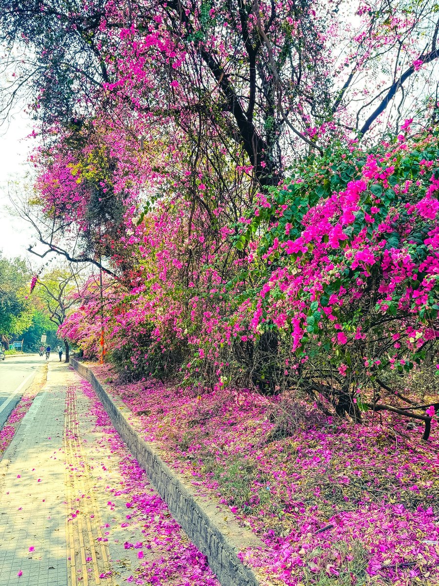 JNU_Photos's tweet photo. Spring in JNU ❤️ https://t.co/quCLB9myxl