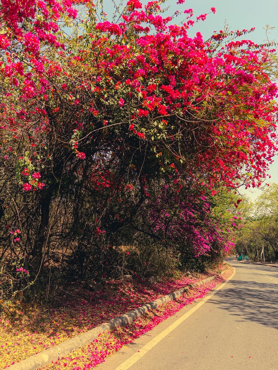 JNU_Photos's tweet photo. Spring in JNU ❤️ https://t.co/quCLB9myxl