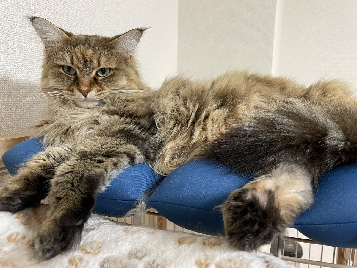 ちょすてぃー tweet media