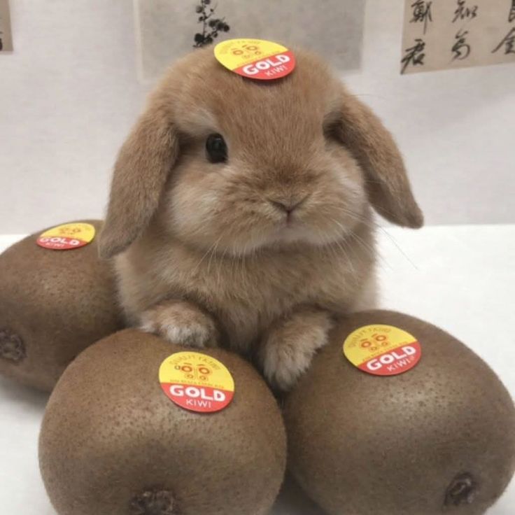 Bunny look like a kiwi🥝