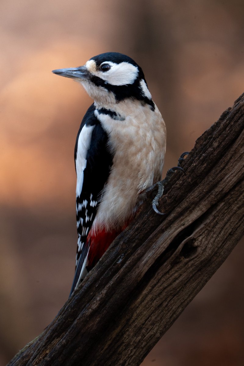 Hugo  tweet media