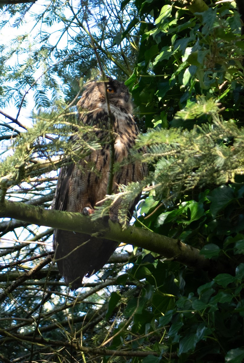 Hugo  tweet media