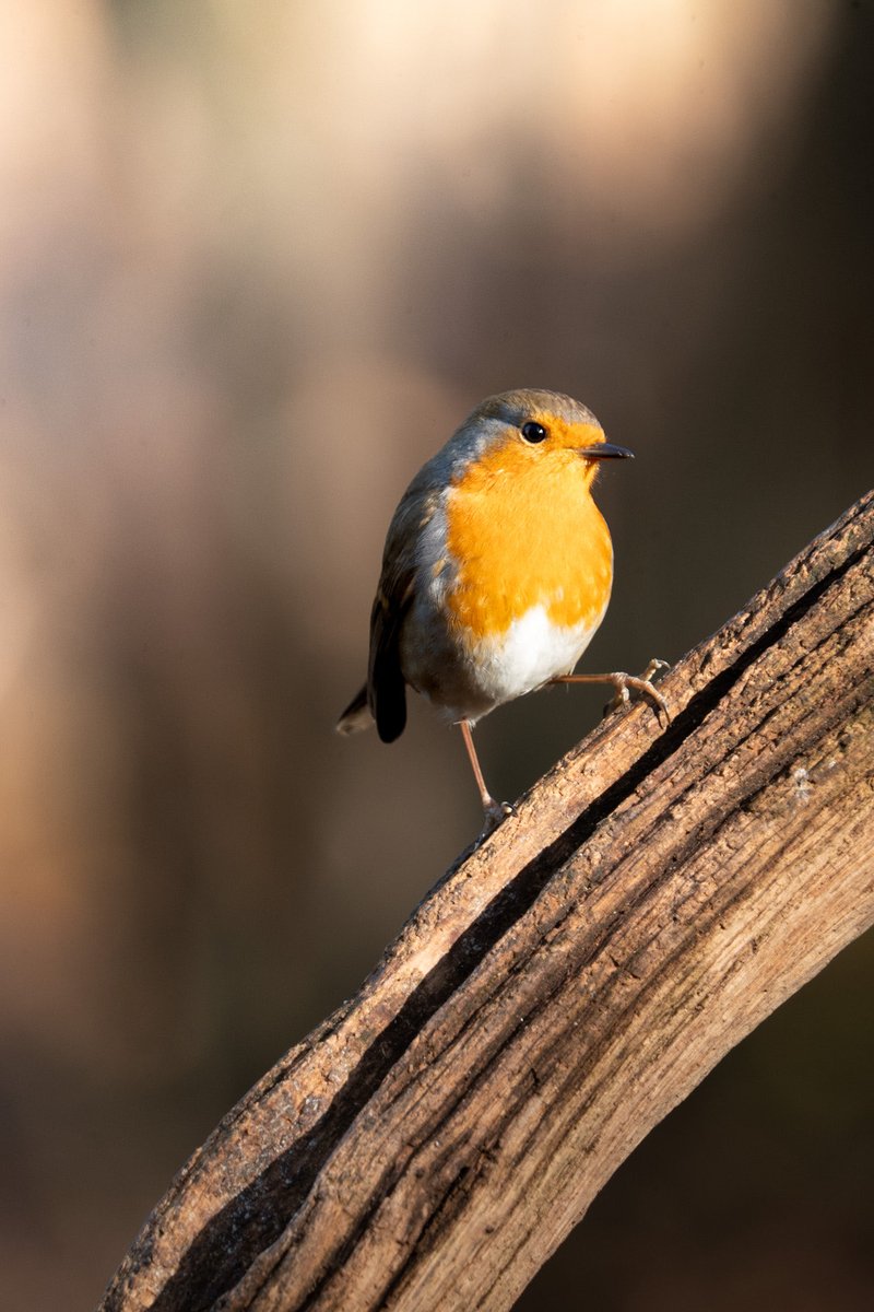 Hugo  tweet media