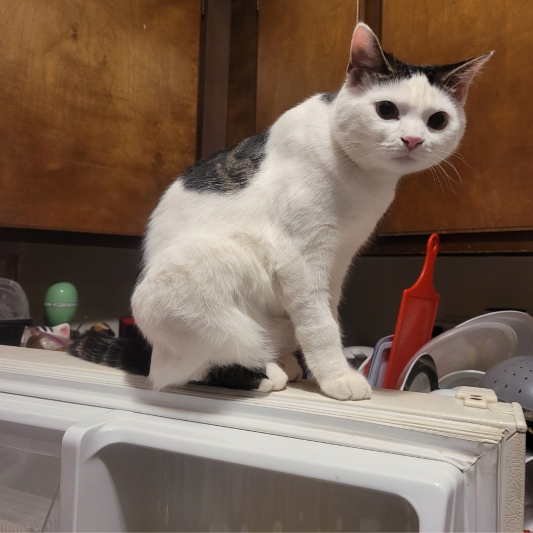 Jedi Mushroom Skywalker tweet media