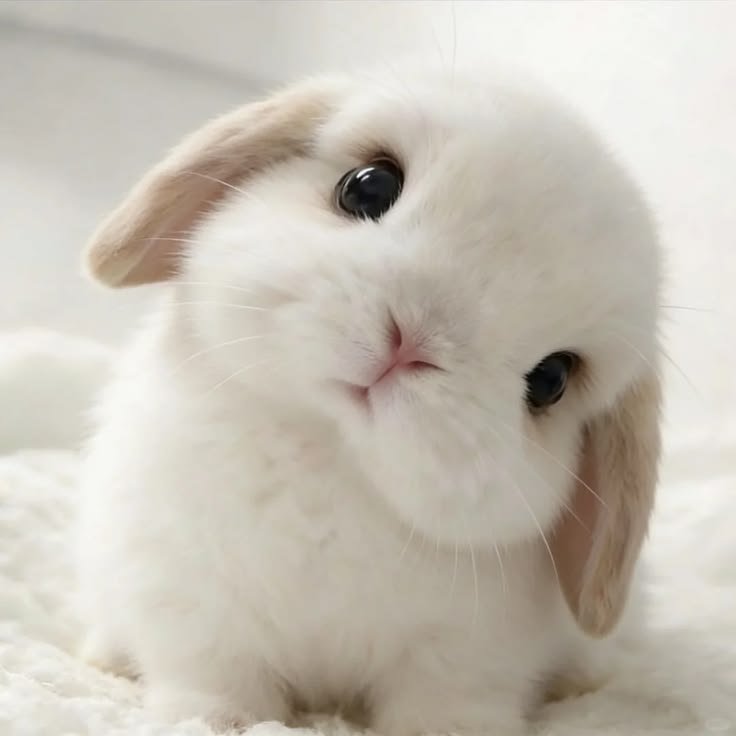 可愛さが限界突破したウサギ、見つかる🐰