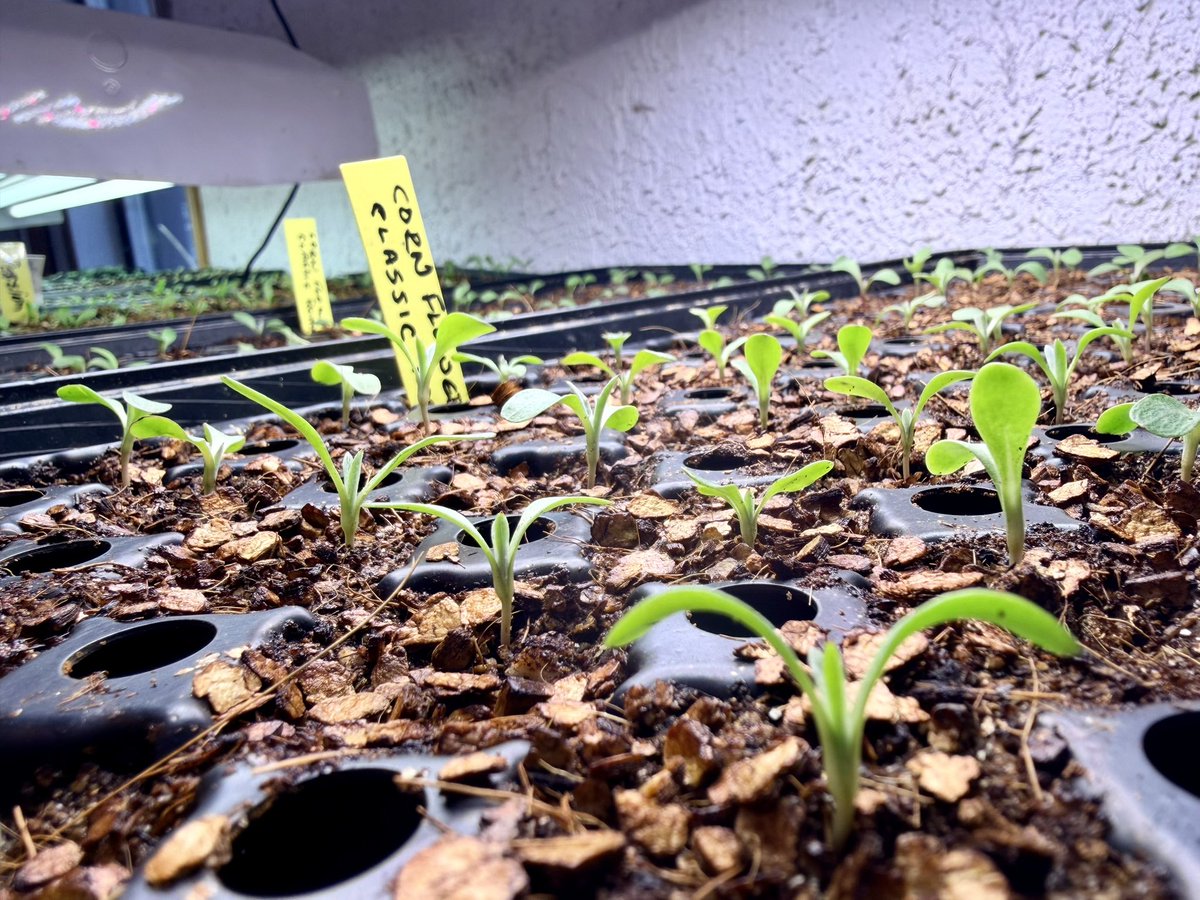 Steve Jenkins tweet media