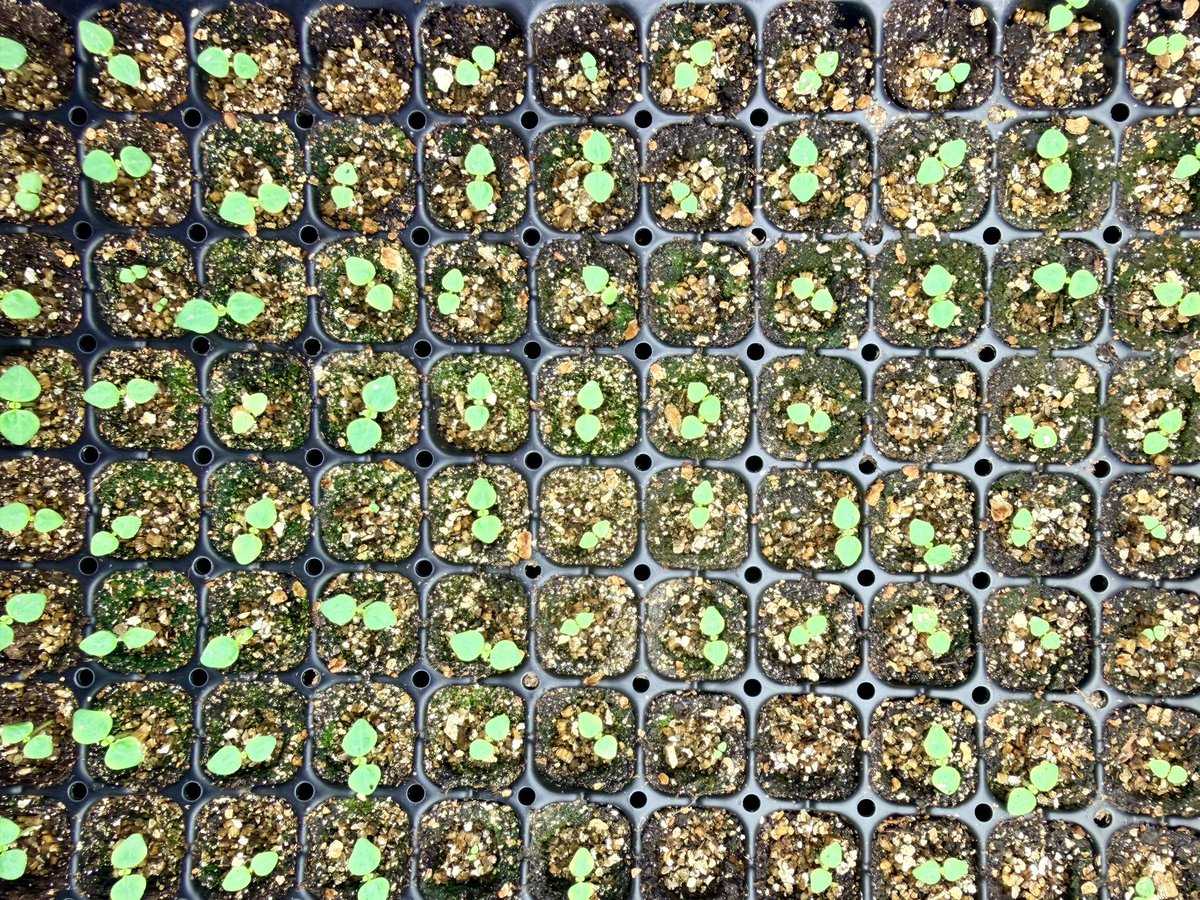 Steve Jenkins tweet media