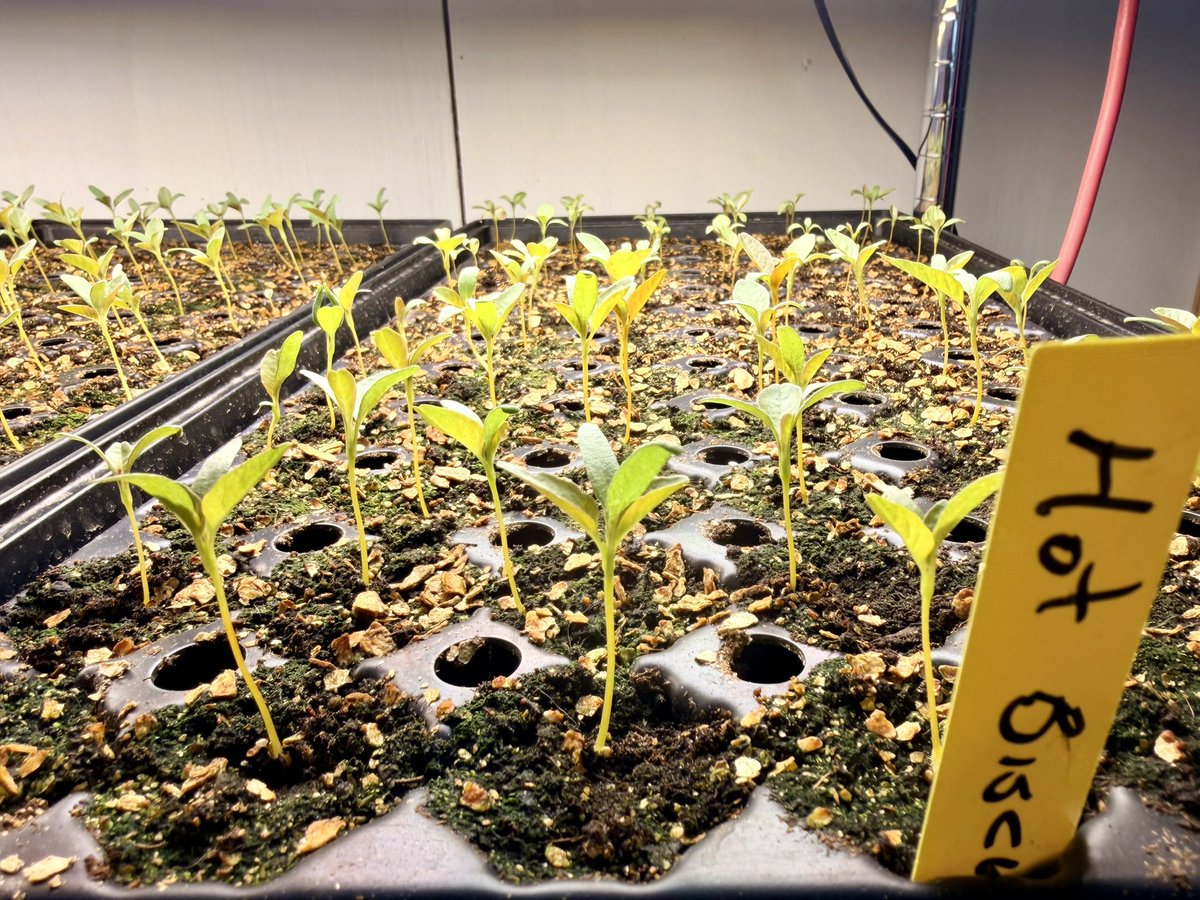 Steve Jenkins tweet media