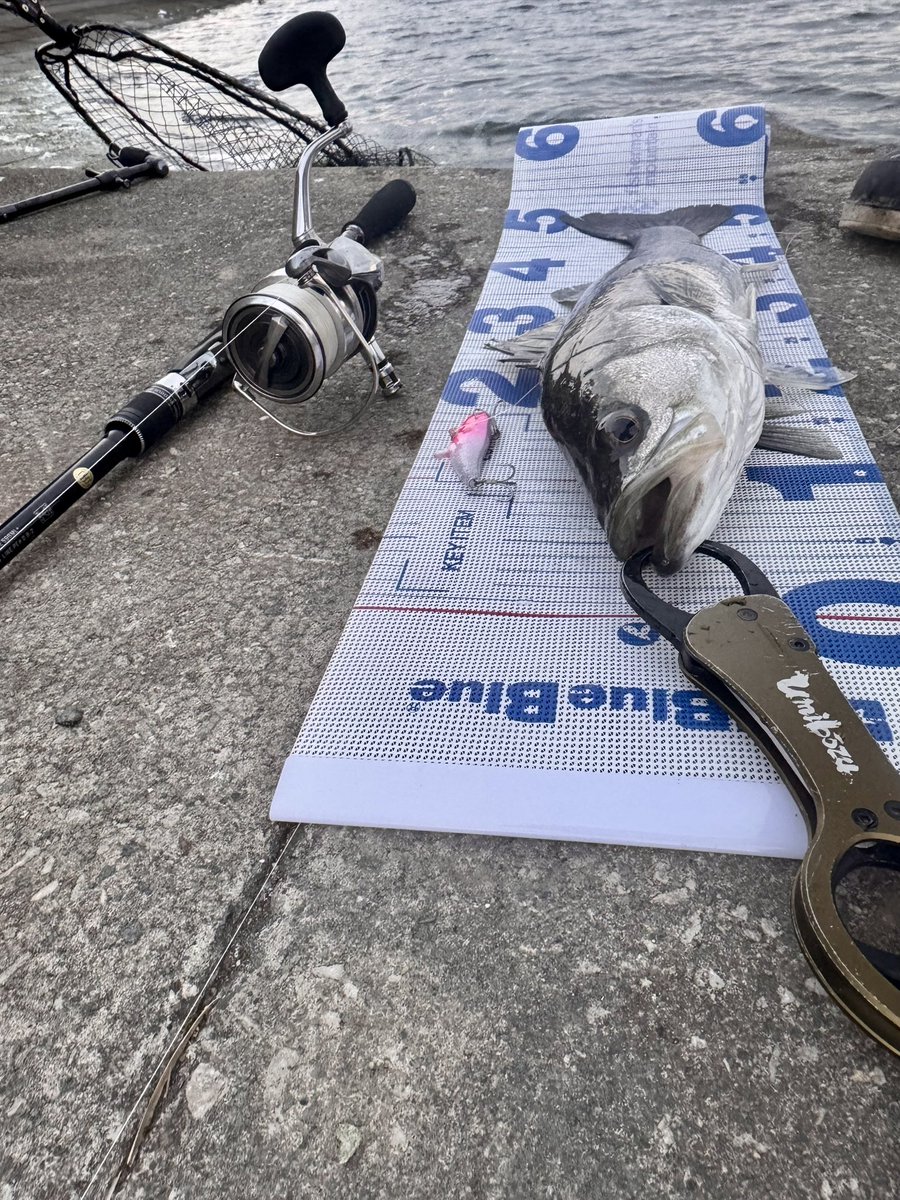 AnglerKiki's tweet photo. 初陣
2ヶ月ちょい前には到着してるのに今頃初投げ🎣
3ヒット1キャッチ2バラシ

2バラシしてもう寒くなってきたので、帰ろうとしたら目に入った　"つり吉オリカラ　ディモル70"  でラスト1投でキャッチ🤣
姐さんありがとう😆
(馴れ馴れしくてすみません)
#つり吉
#APIA 
#Foojin'RS 2nd generation https://t.co/ApK8HnVFYC