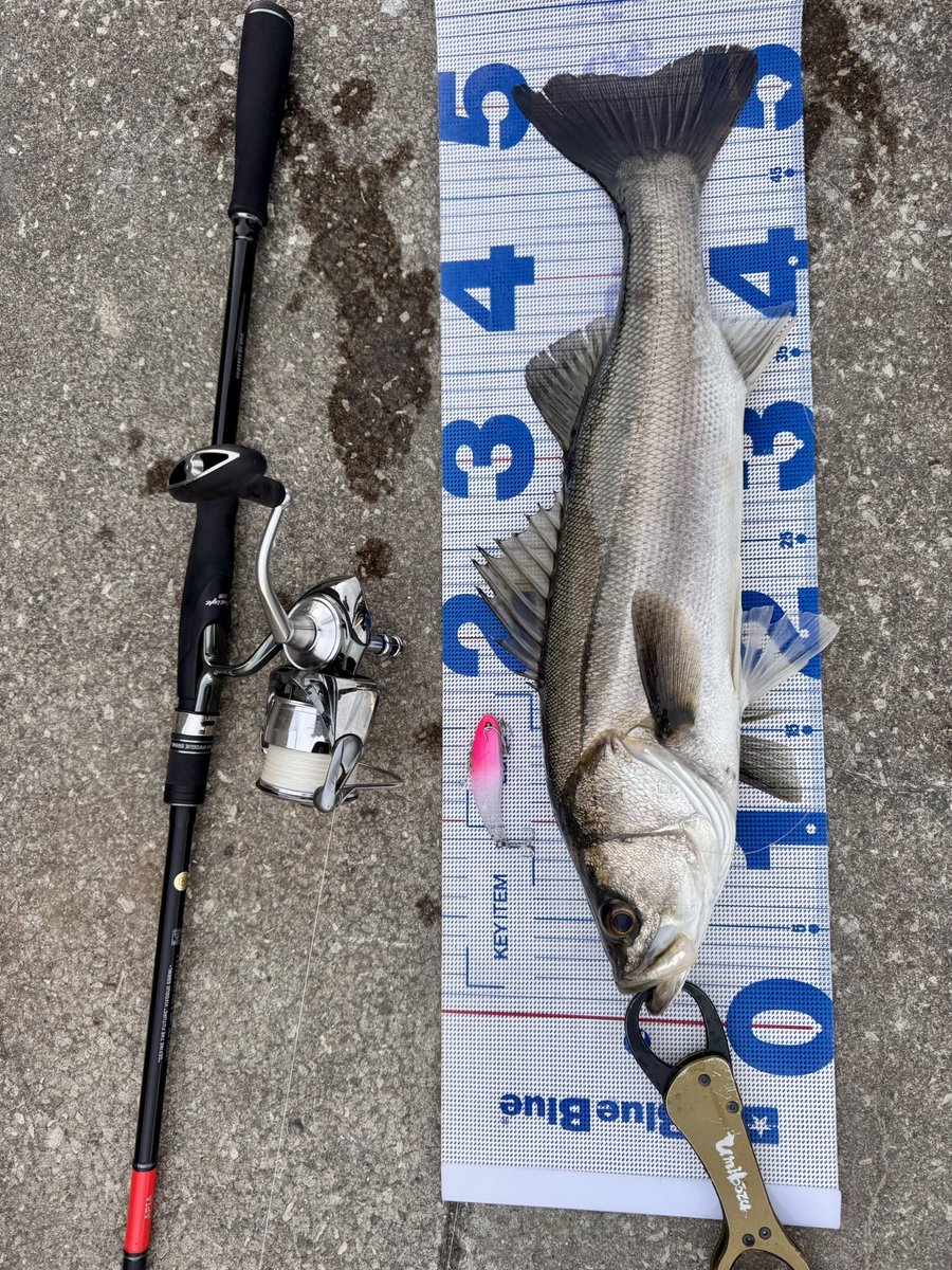 AnglerKiki's tweet photo. 初陣
2ヶ月ちょい前には到着してるのに今頃初投げ🎣
3ヒット1キャッチ2バラシ

2バラシしてもう寒くなってきたので、帰ろうとしたら目に入った　"つり吉オリカラ　ディモル70"  でラスト1投でキャッチ🤣
姐さんありがとう😆
(馴れ馴れしくてすみません)
#つり吉
#APIA 
#Foojin'RS 2nd generation https://t.co/ApK8HnVFYC