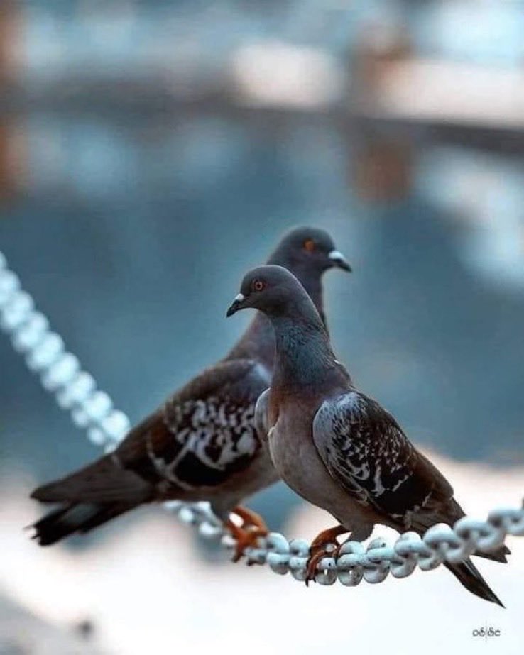 ‏♔ڄٌۅۅۅًد🕊♔ tweet media