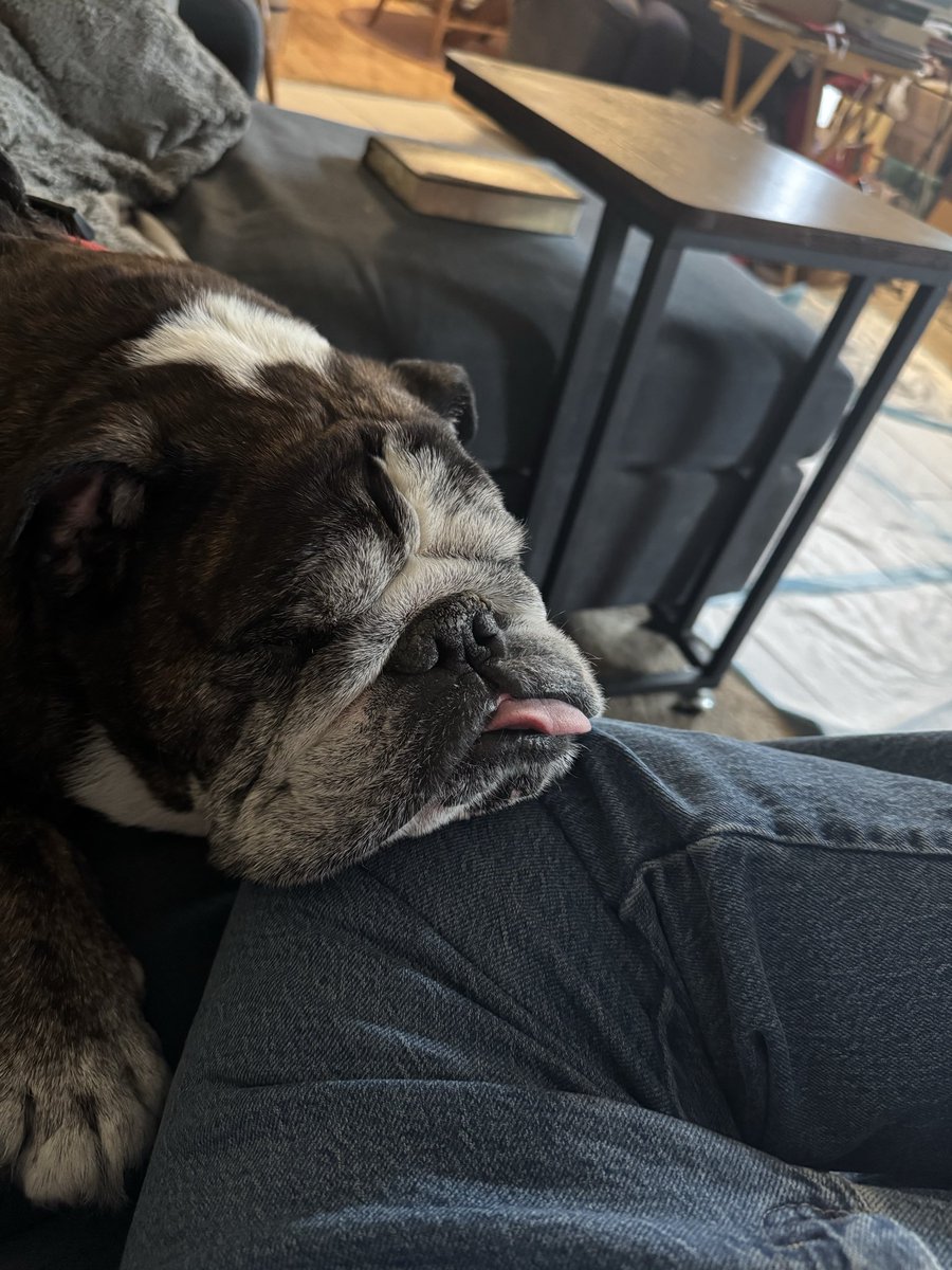 Winnie the bulldog tweet media