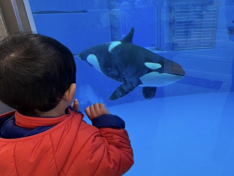 i0rin666's tweet photo. 水族館好きな息子氏と先月に引き続き、今日は神戸須磨シーワールドへ🐬

ショーより水槽巡りの方が好きな息子氏ですが、オルカとお姉さん達のパフォーマンスに大興奮🌟

帰宅後もお迎えしたオルカちゃんと真似っこ遊びしてて、寝る前のお風呂では「明日のプールで練習する！」とのこと🤣 https://t.co/9ZzWLfeh2Q