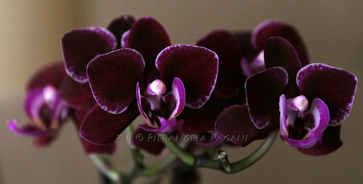 @ferrarisergio4 tweet media